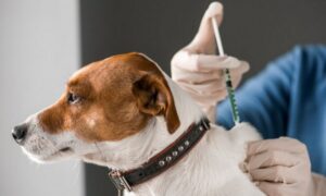 Чипирование и вакцинация животных