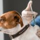 Чипирование и вакцинация животных