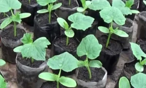 рассада огурцов