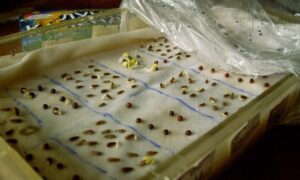 выращивание семян