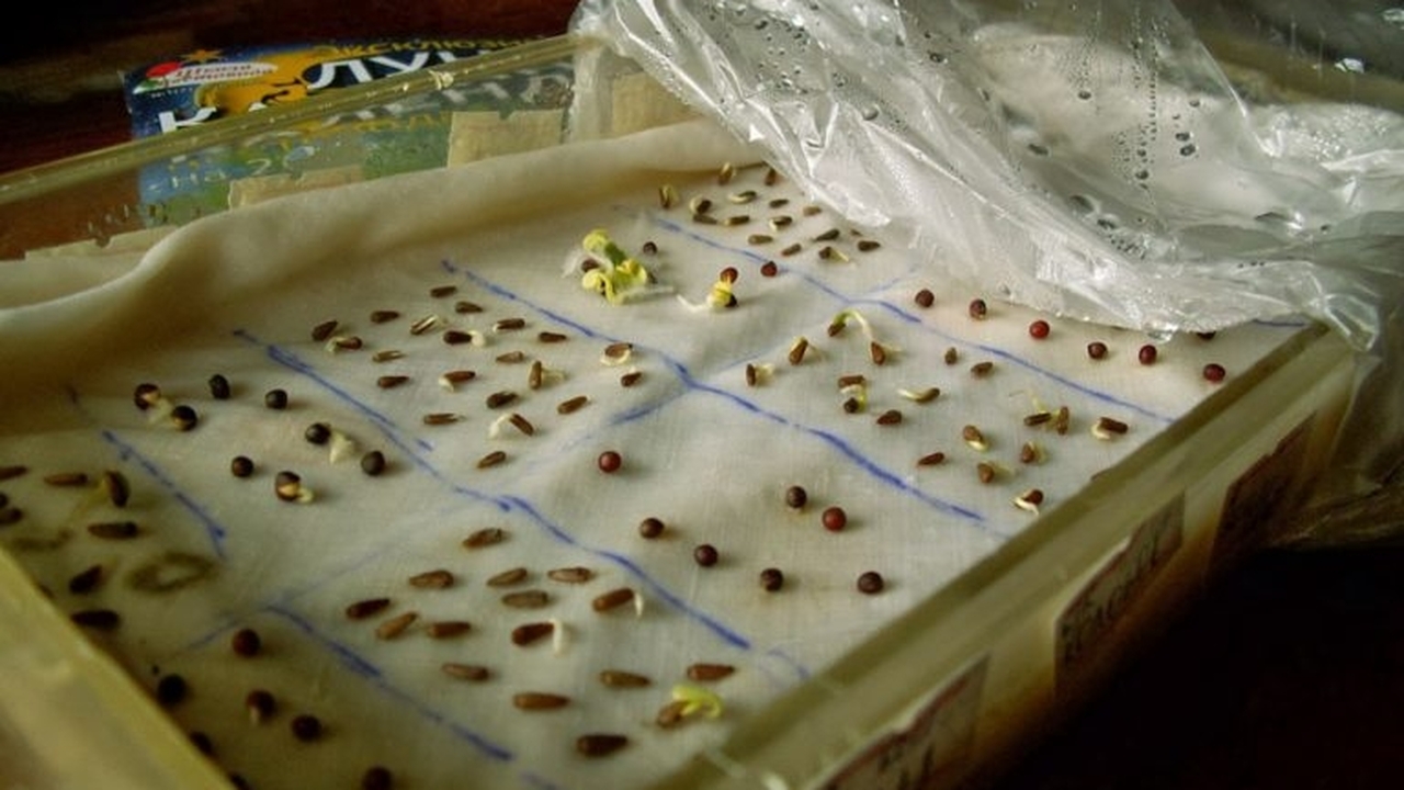 выращивание семян