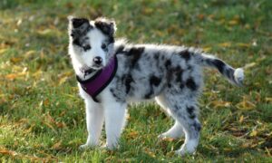 бордер-колли