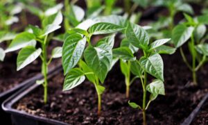 рассада перца