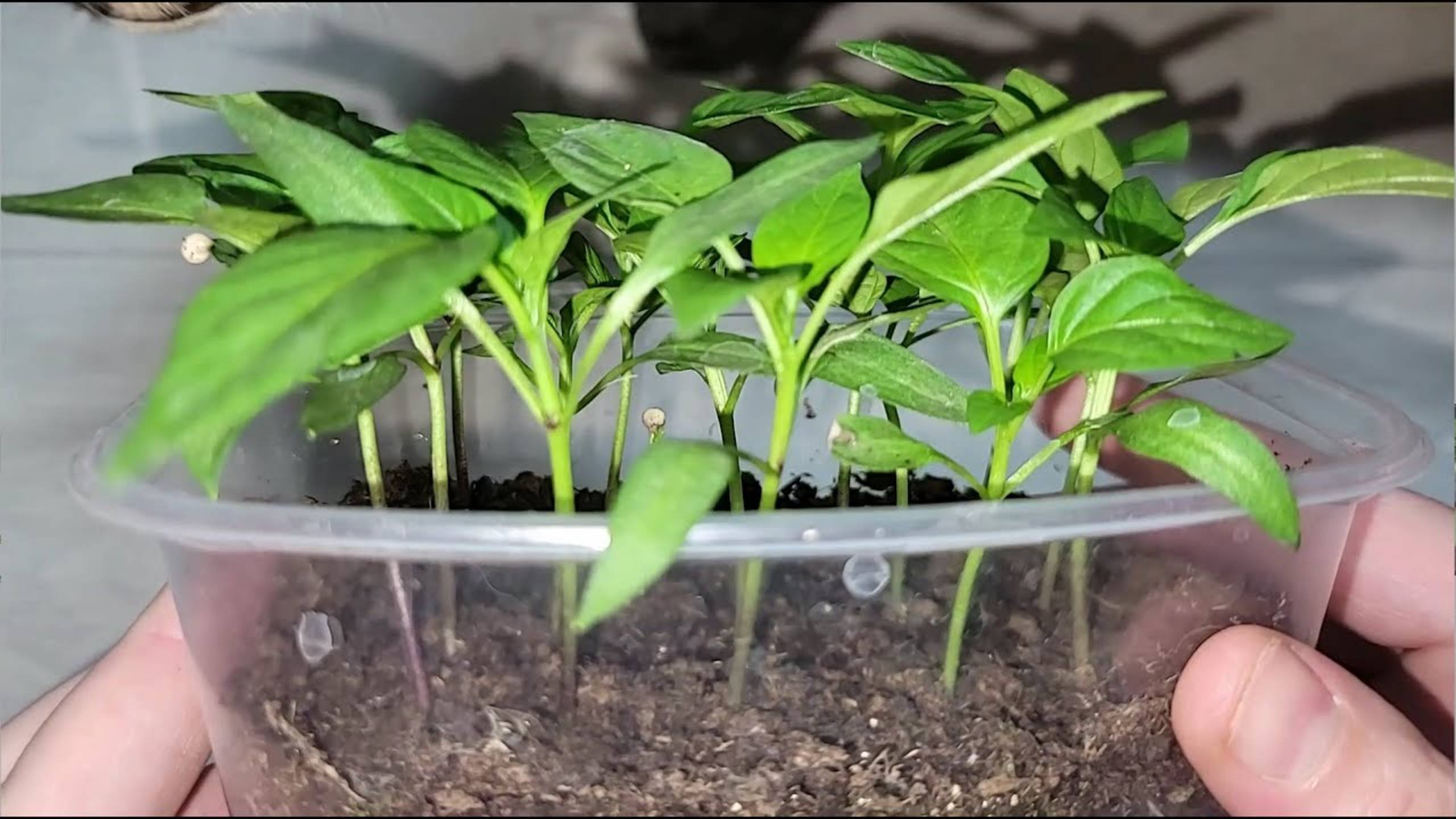 Рассада перца