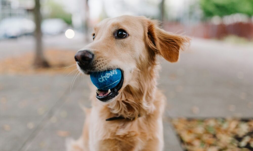 собака с игрушкой