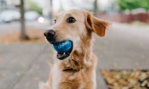 собака с игрушкой