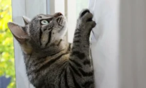 кошка на шторах