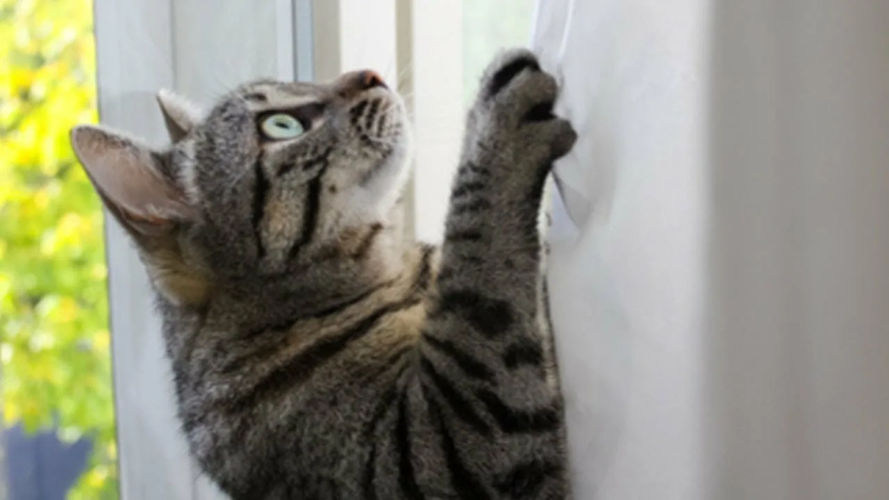 кошка на шторах