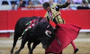 матадор и бык