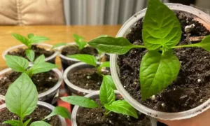 рассада перца