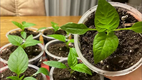 рассада перца