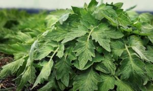 томатная ботва