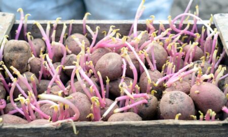 отростки картофеля