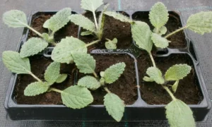 рассада шалфея