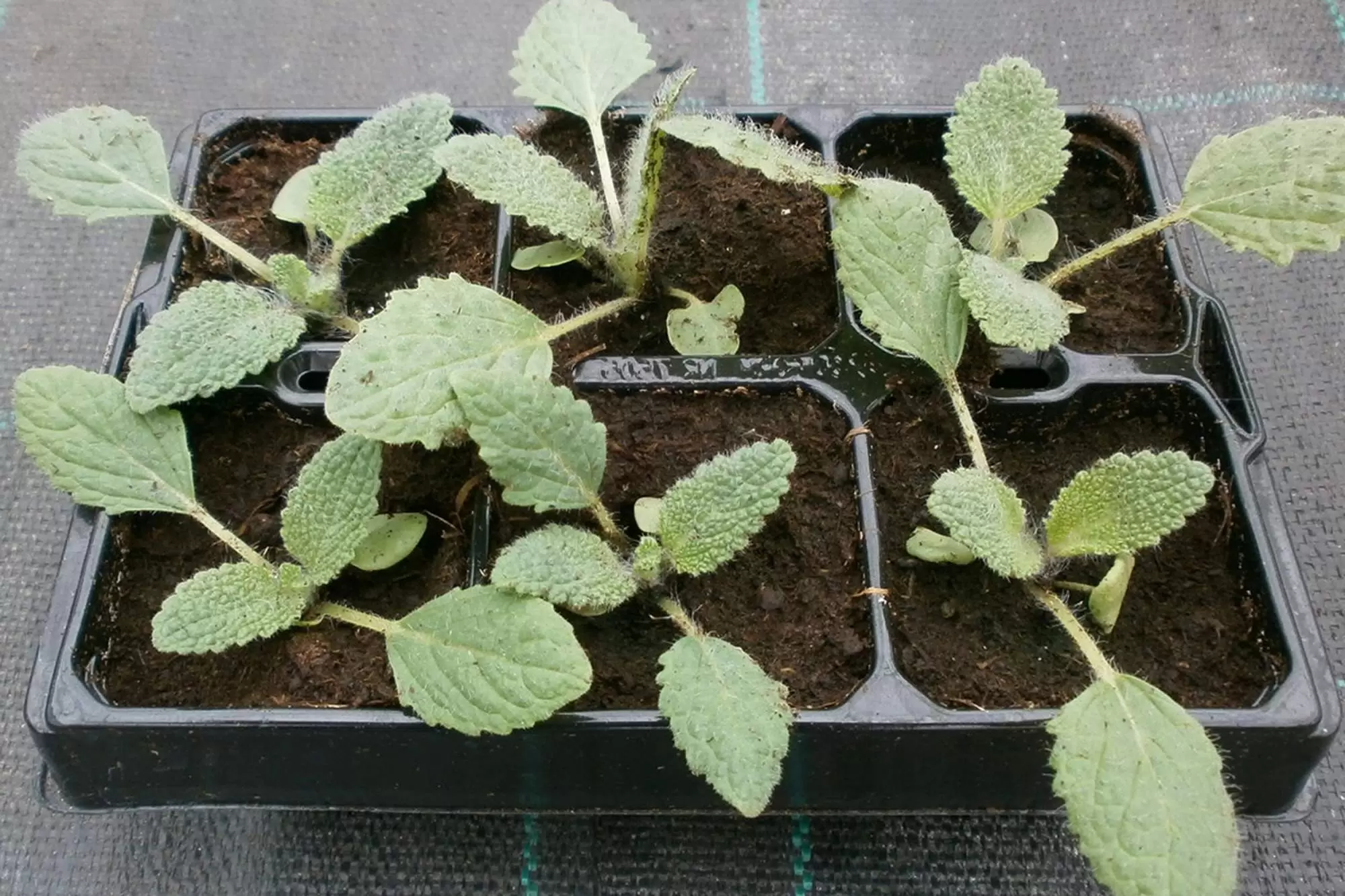 рассада шалфея