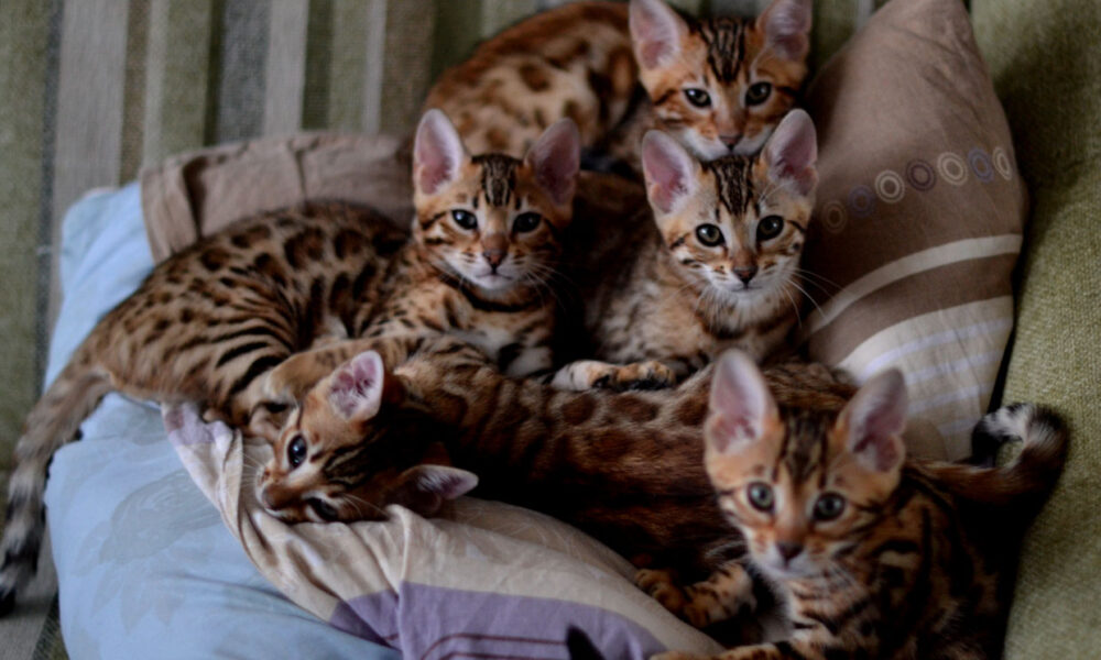 котята бенгальской кошки