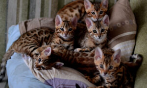 котята бенгальской кошки