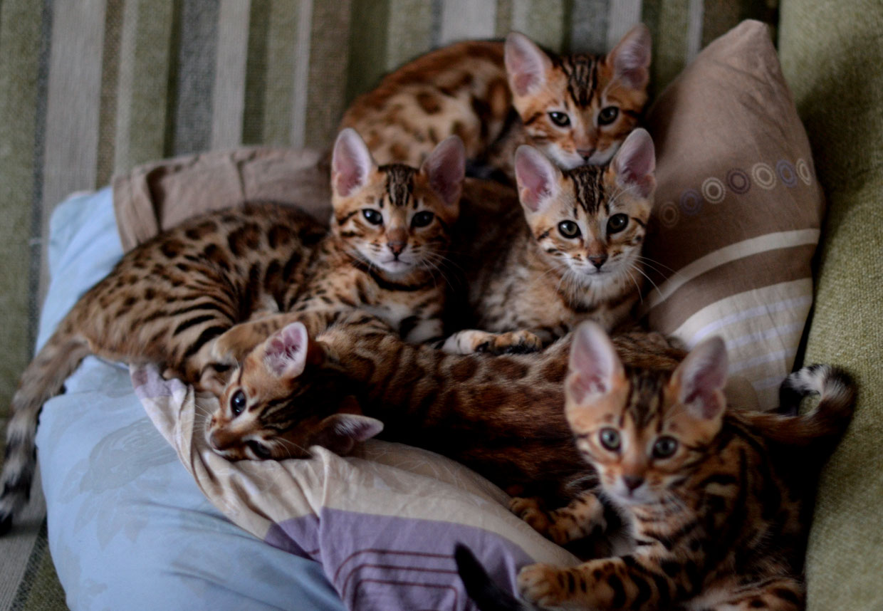 котята бенгальской кошки