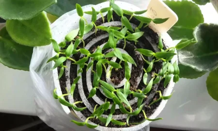 посев семян перца в улитки