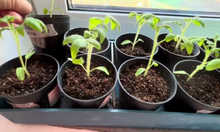 рассада томатов