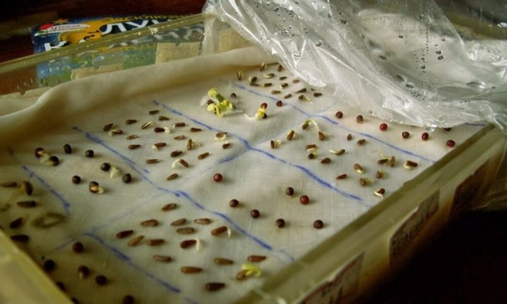 прорастание семян