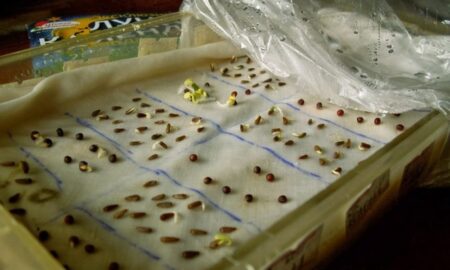 прорастание семян