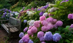 гортензии