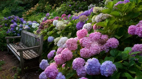 гортензии