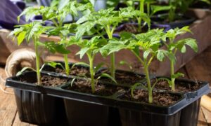 рассада перца