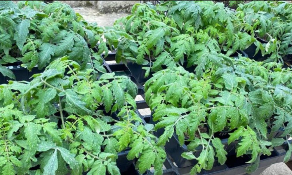 рассада томатов