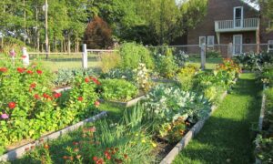 дачный участок