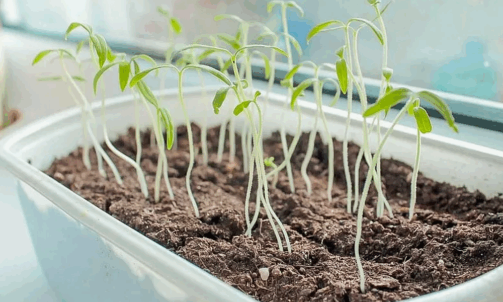 вытягивание рассады