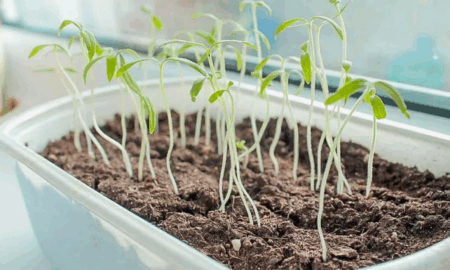 вытягивание рассады