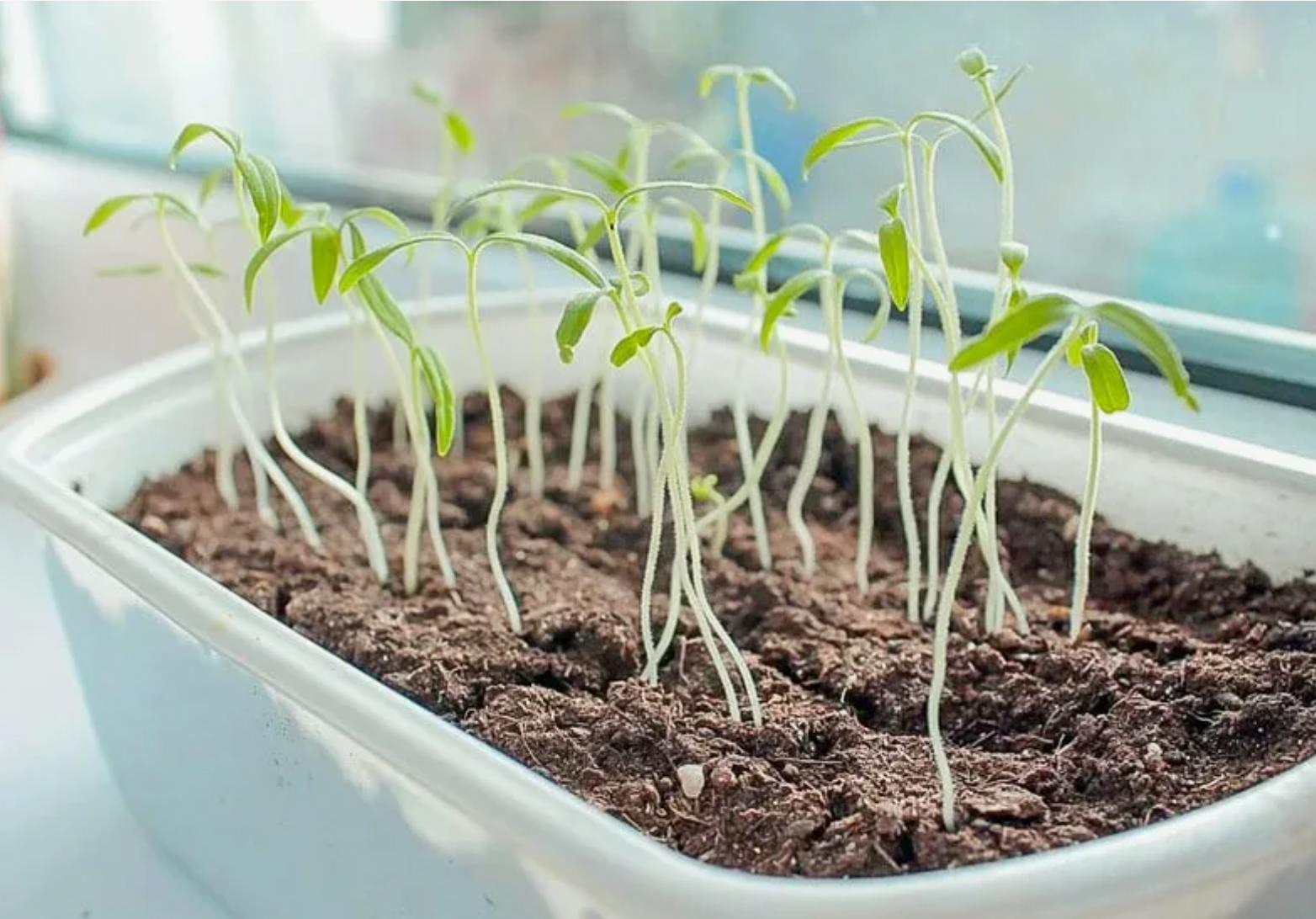 вытягивание рассады