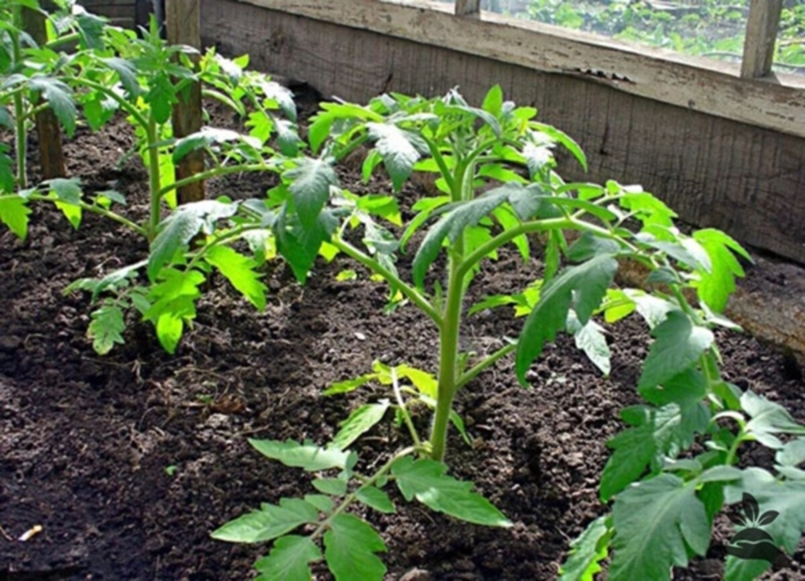 рассада томатов