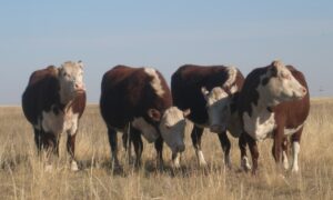 Казахская белоголовая