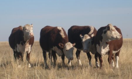 Казахская белоголовая