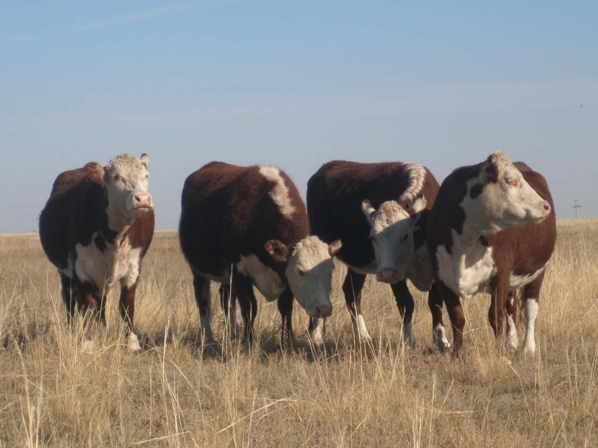 Казахская белоголовая