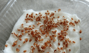 прорастание семян