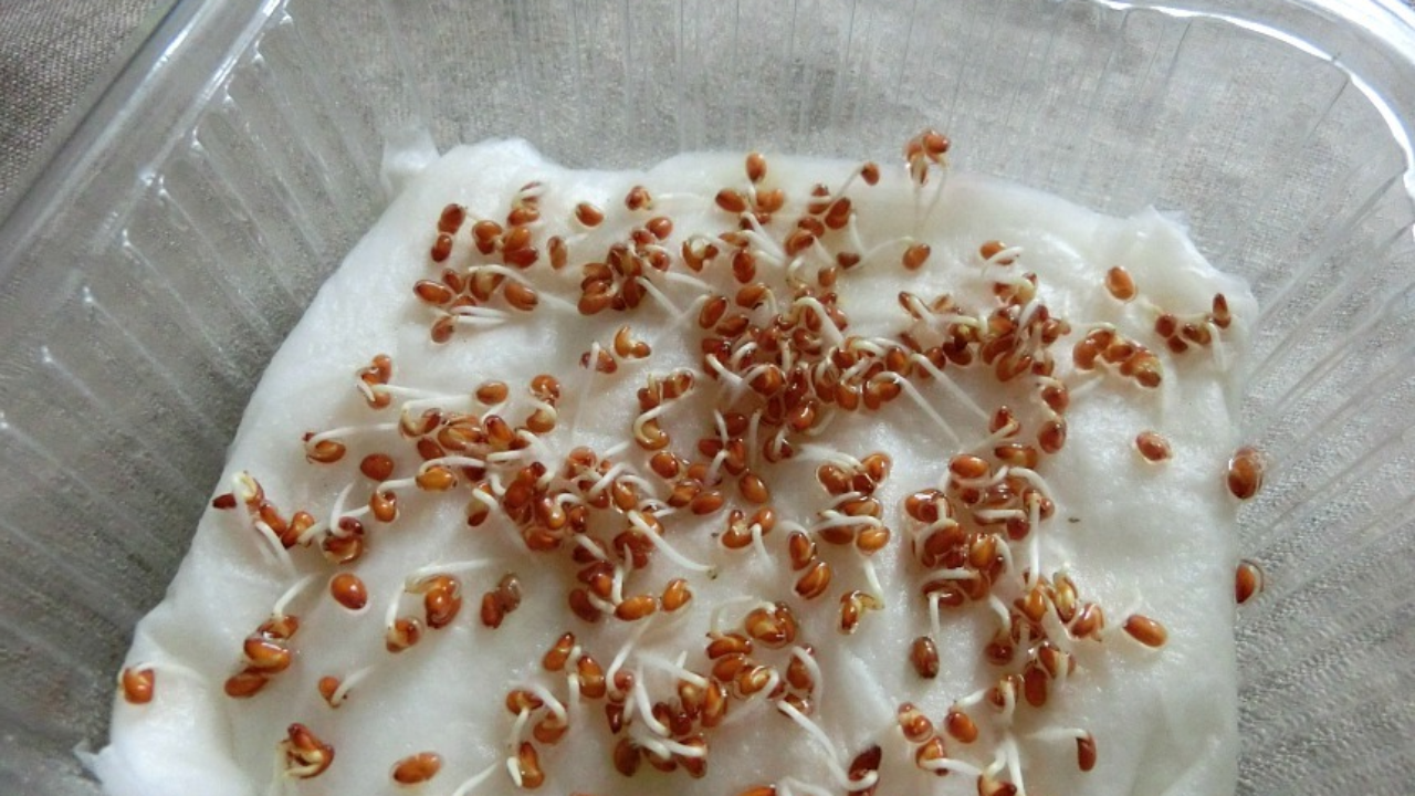 прорастание семян