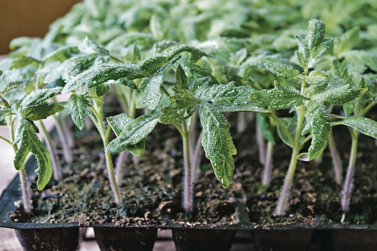 рассада томатов