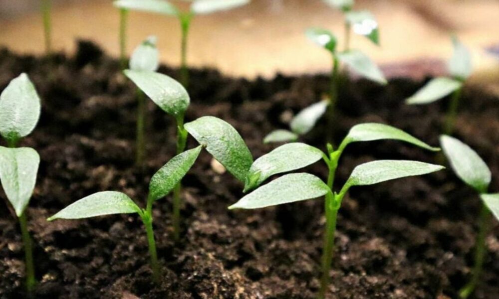 рассада перца