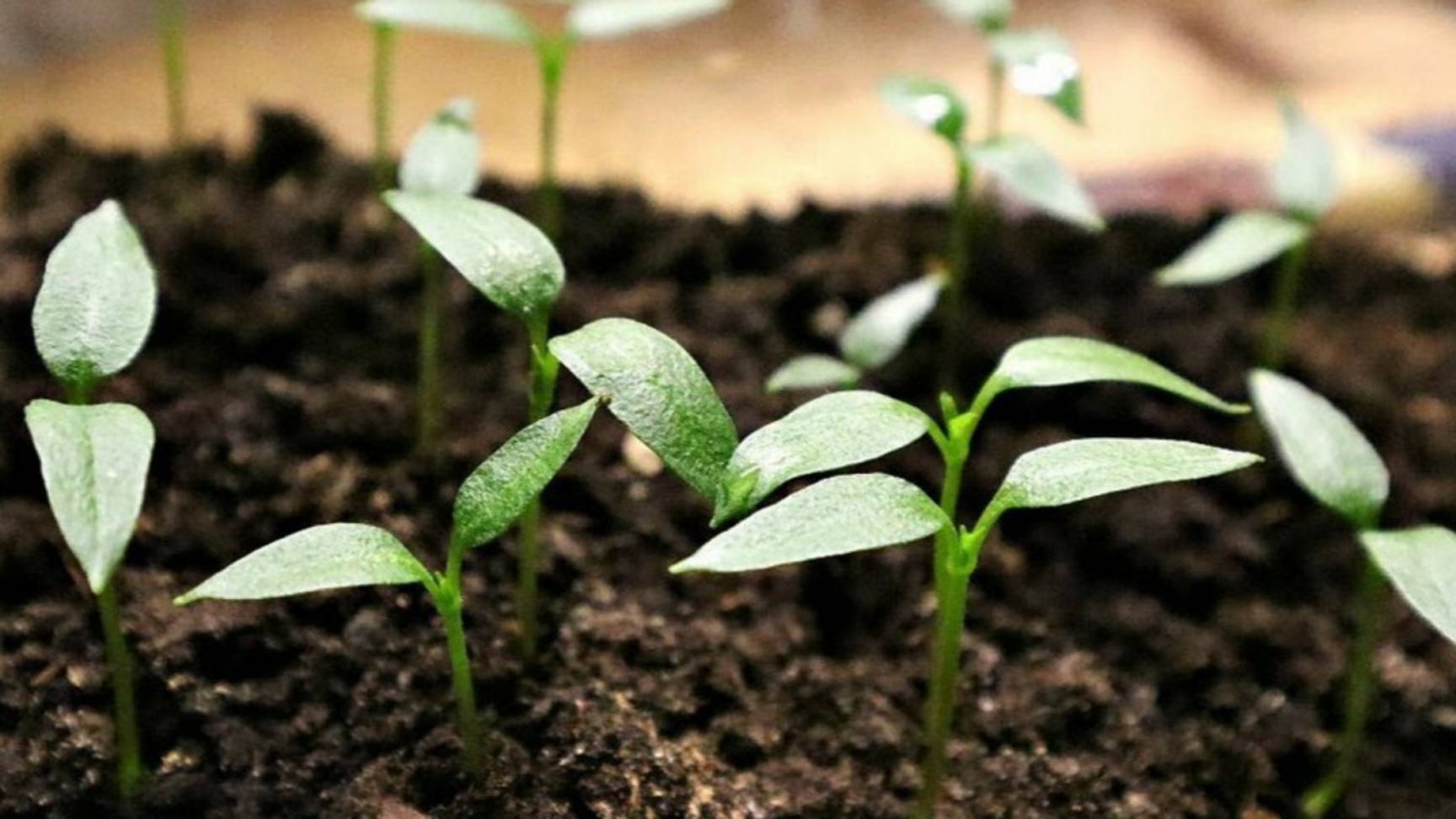 рассада перца