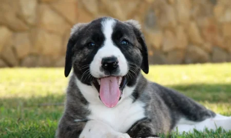 Рафейро до алентейжо