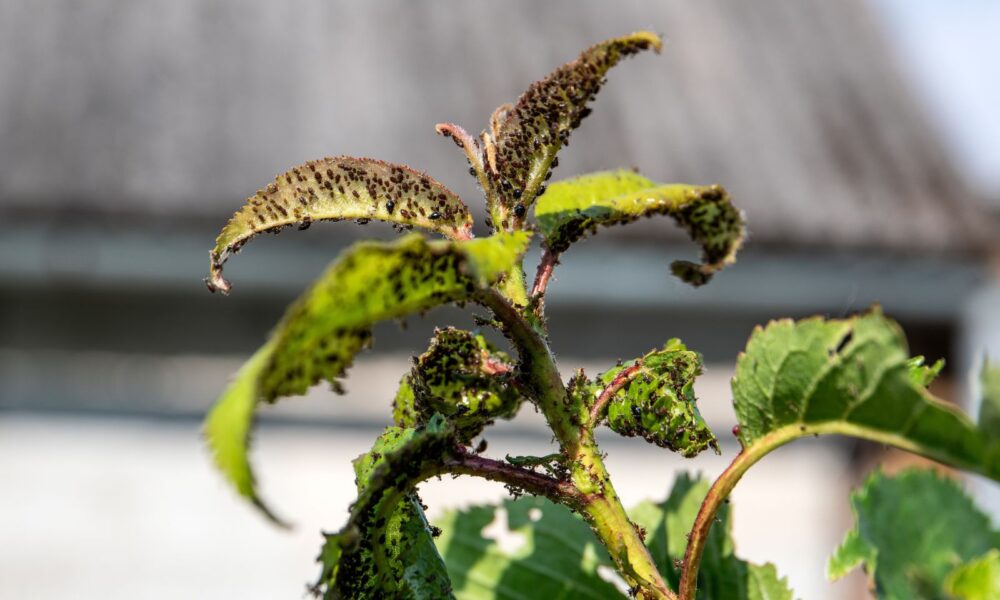 тля на дереве