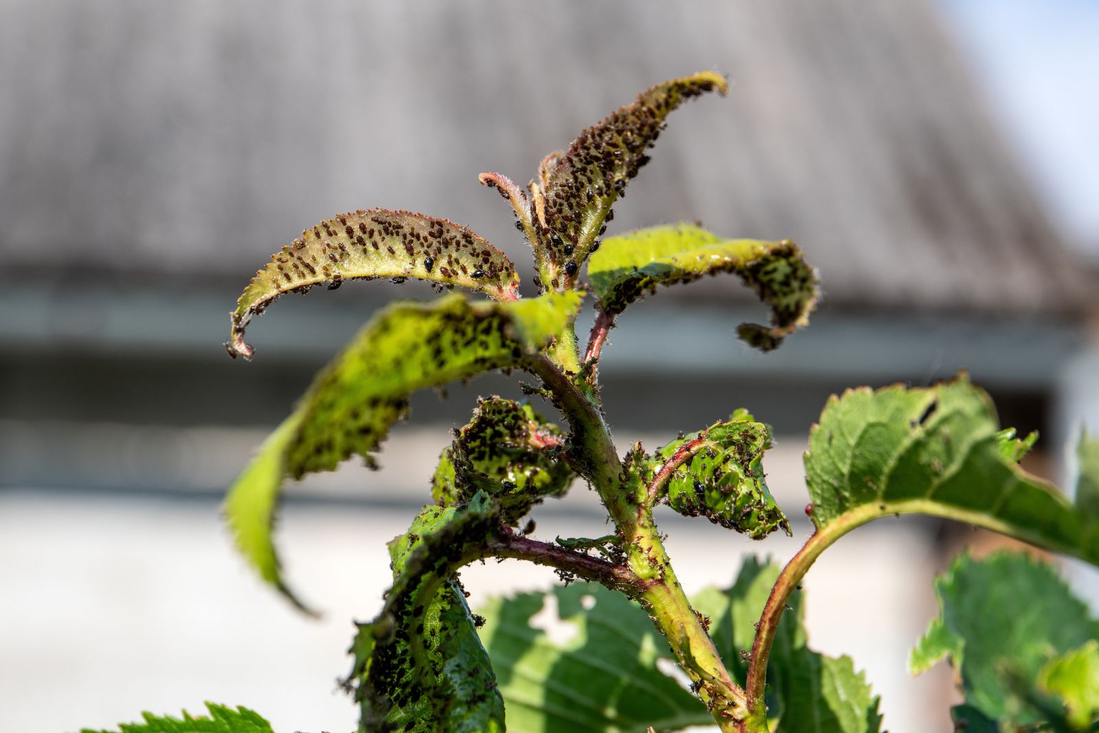 тля на дереве