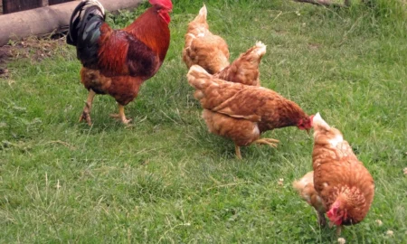 домашние куры