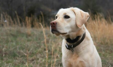 Лабрадор-ретривер