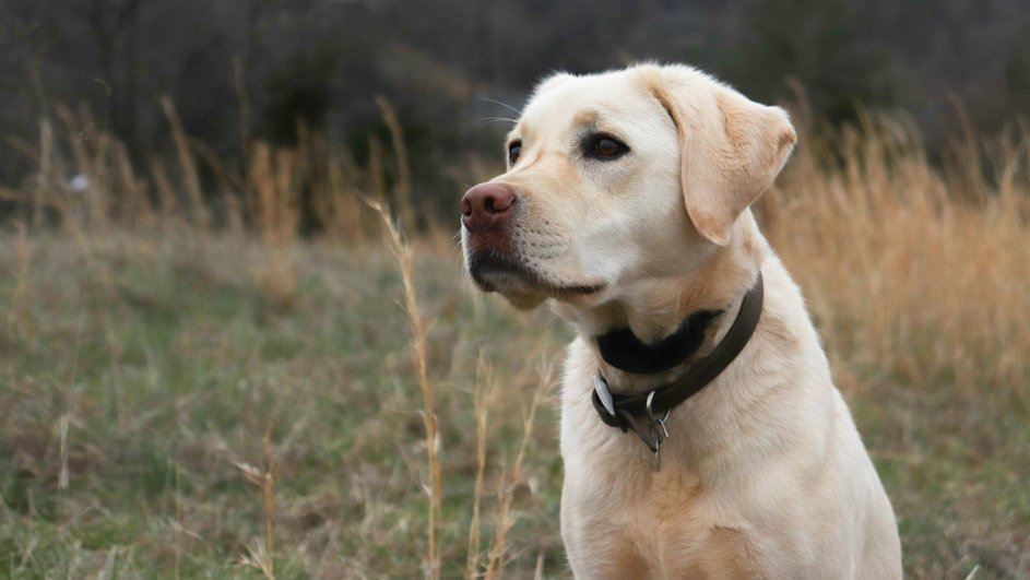 Лабрадор-ретривер