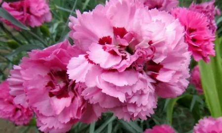 гвоздика шабо